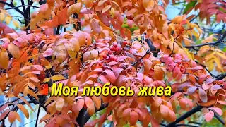 Моя любовь жива -караоке(виа Синяя птица)