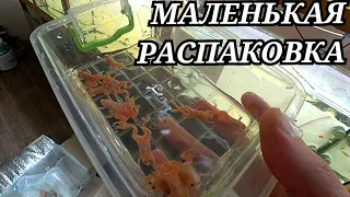 Приехали жабы и рыбы