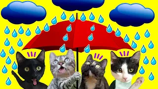 24 horas en casa con lluvia jugando con gatos Luna y Estrella Nata y Chocolate / Videos de gatitos