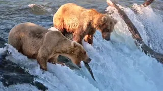 Bear catching salmon in waterfall | Wild Animals | Grizzly Bears Catching Salmon