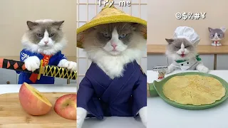 That Little Puff | Cats Make Food 😻 | Kitty God & Others | TikTok 2024 #12