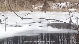 Воронежский заповедик