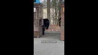 Family of Bears dumpster diving in Avon, Connecticut