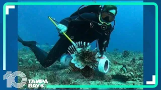 FWC announces 2024 'Lionfish Challenge' Tournament