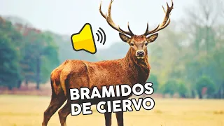 Bramidos de ciervo🦌🔊