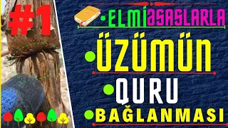 ✅ ÜZÜMÜN BECƏRİLMƏSİ - ÜZÜM TƏNƏYİNİN QURU BAĞLANMASI | ÜZÜMÇÜLÜK | виноградник  #1 - #elmiəsaslarla