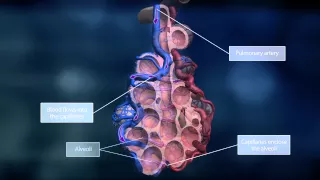 The Lungs and the Pulmonary Circuit