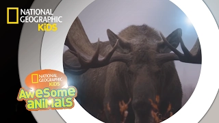 Moose Mayhem | Awesome Animals