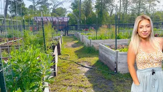 Easy Gardening: Even Beginners can Grow a Raised Bed Garden! [Garden Tour 2]