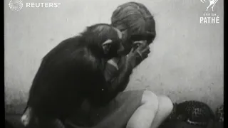 GERMANY: Film actress Uschi Elleot with a chimpanzee and two baby leopard cubs (1928)