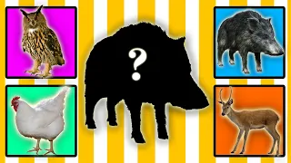 CUTE ANIMALS Boar, Deer, Chicken, Owl |CAN YOU GUESS?|99% DON'T PASS IT| CHALLENGE #cuteanimals