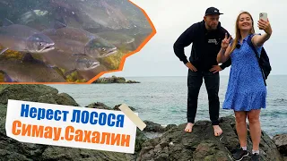 Реки полные ГОРБУШИ! Нерест ЛОСОСЯ на Сахалине.