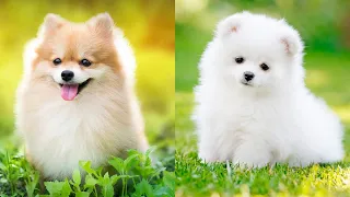 Mini Pomeranian - Cute & funny dog videos || Aww so cute dog videos