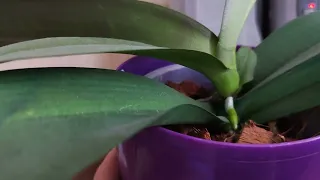 Детка на не поврежденной центре роста орхидеи.