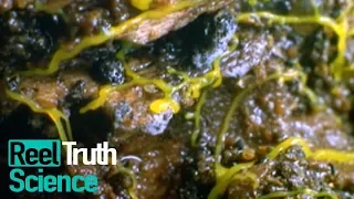 What is Slime Mold? (Dictyostelium Discoideum) | Science Documentary | Reel Truth Science