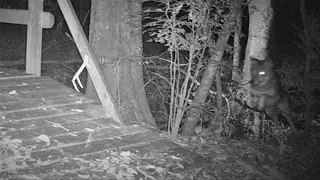 Backyard Trail Cam Video: Coyote Chases Bobcat