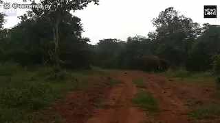 Слон нападає на машину
