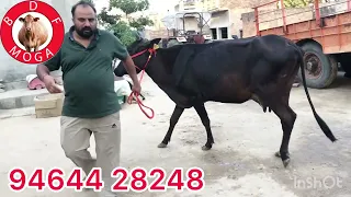 1 ਤਾਜੀ ਸੂਈ ਜਰਸੀ ਮਗਰ ਵੱਛੀ -1 ਤੋਕੜ -ਗੱਬਣ ਗਾਂ -1 ਤਾਜ਼ੀ ਸੂਈ ਮੱਝ ਸੇਲ -2 cow-1 buffalo for sale (8-5-2024)
