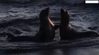 SAN SIMEON, CA - BATTLE OF THE ELEPHANT SEALS!