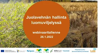 Juolavehnän hallinta luomuviljelyssä - webinaari 26.1.2022