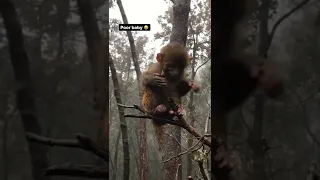 Oh ! Poor precious little baby 🥺😫😭 #shorts #short #shortvideo #shortsvideo #monkey