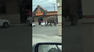 Elephant roams through Butte, Montana streets after escaping circus