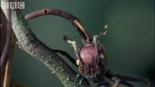 Cordyceps attack of the killer fungi - Planet Earth Attenborough BBC wildlife [CC]
