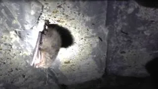 Летучая мышь в зимней спячке