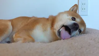 The Shiba Inu who lacked motivation due to lack of sleep was too cute.