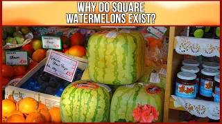 Why Do Square Watermelons Exist?