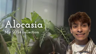 my alocasia collection, 2024
