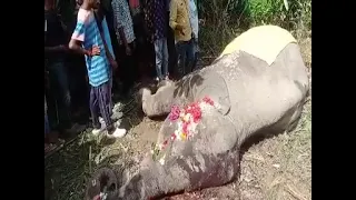 What a sad scene. Two mother elephants and a calf were killed in a train collision in Marioni, Assam