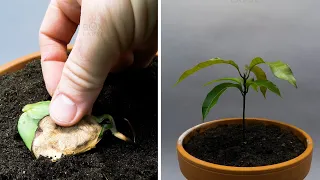 Growing Mango Tree From Seed Time Lapse - 57 Days