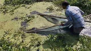 Traditional fishing by village canal,unique fishing,hand made net. দেশী মাছ@infobellshindirhymes