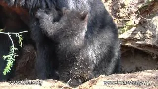 April 11, 2012 - Jewel the Black Bear - Outside the Den - #3