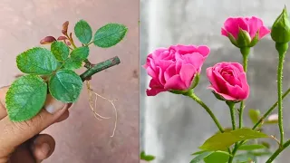 Try Planting Rose Branches | How to Grow Roses With Branches 100% Success