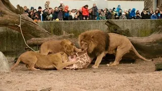 5 SHOCKING Facts about Feeding Big Cats in Zoos