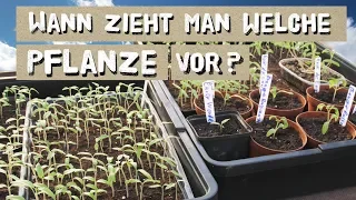 Wann welche Pflanze vorziehen? Tipps zur Jungpflanzenvoranzucht