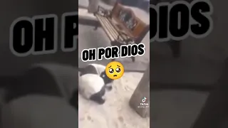 Encontró a su perro después de 3 años