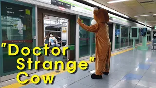 Cow Prank "닥터 스트레인지 Cow" in south Korea(송아지)