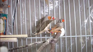 Zebra Finch Breeding | Zebra Finch Songs 🎵 "Four Great Composers"