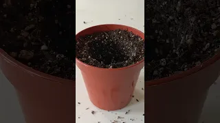 STOP Repotting Wrong!