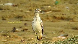 Indian Thick Knee | Stone Curlew Call