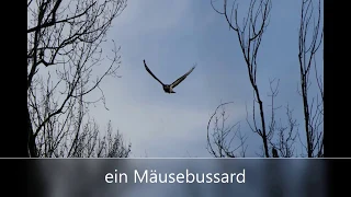 ein Mäusebussard