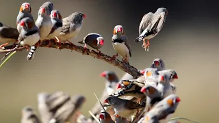 Zebra finches in Australia