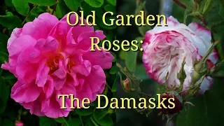 Old Garden Roses: The Damasks