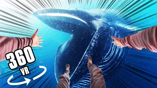 360° SWALLOWED BY A BLUE WHALE!!