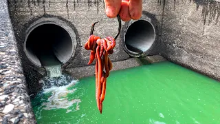 Catching MONSTERS in a STORM DRAIN!!!