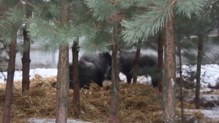 Притравка курцхаара 6,5 мес и метиса лабрадора по вольерному кабану 01.2017 г.