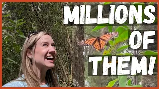How to see Butterfly Migration Mexico, Visit Millions of Monarch Butterflies in Their Winter Home
